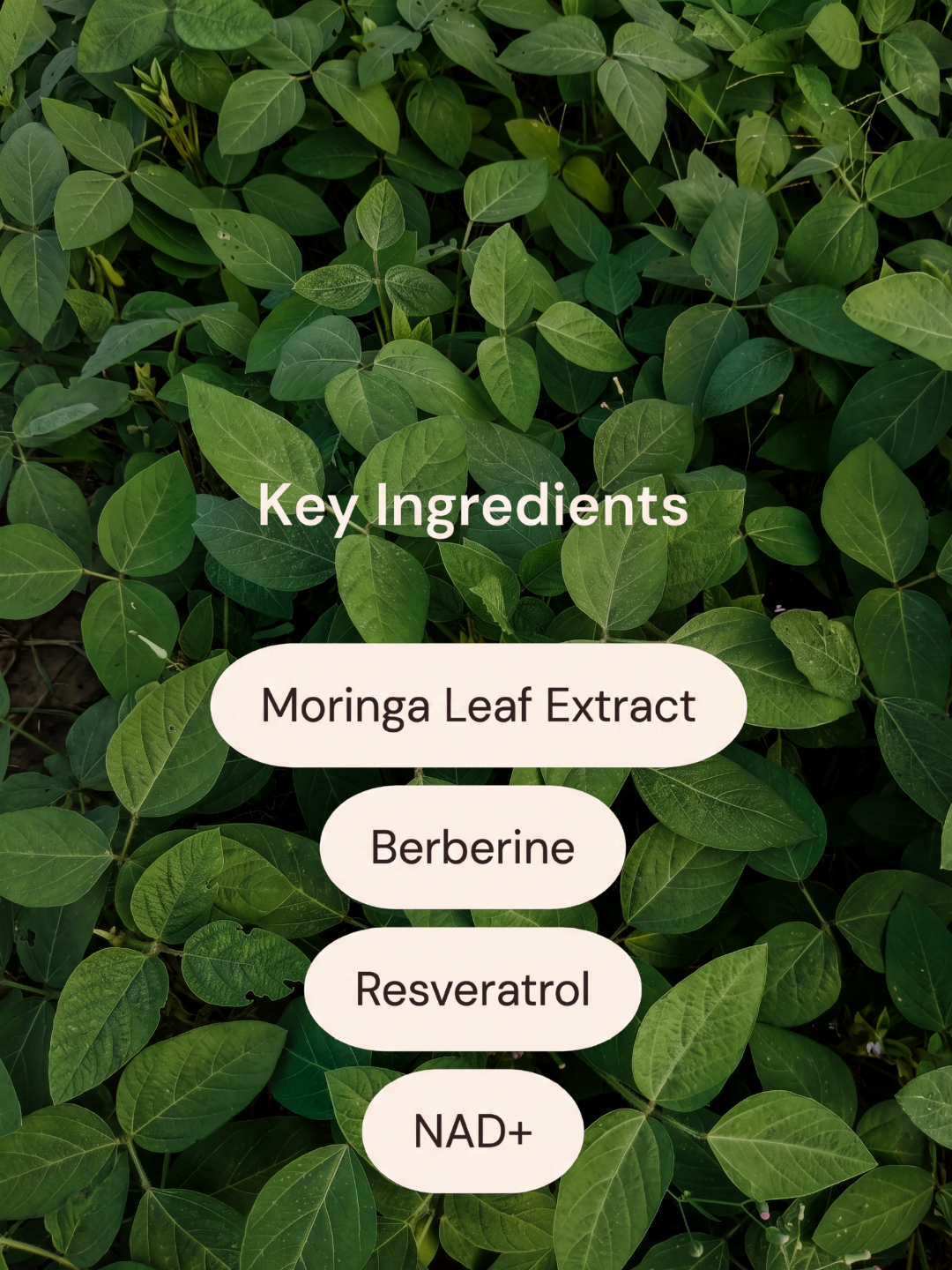 Moringa Patches